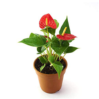 "Anthurium plant - Click here to View more details about this Product
